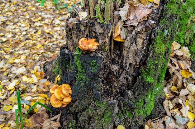 Champignons dans le bois