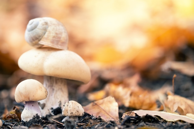 Champignons dans la forêt d'automne