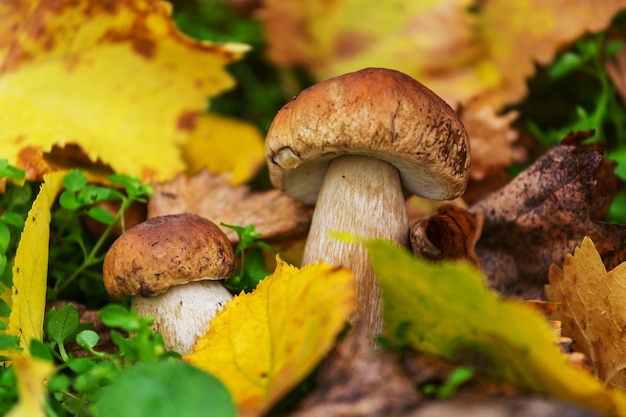 Champignons dans la forêt d'automne