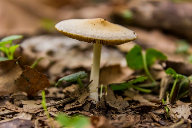 Champignons dans la forêt d'automne