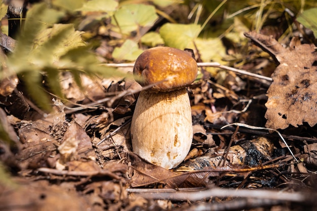 Champignons dans la forêt d'automne.