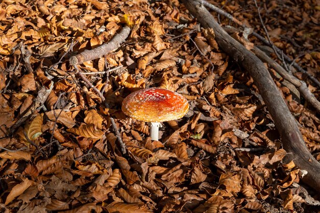 Champignons dans une forêt en automne