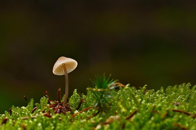 champignons dans la forêt