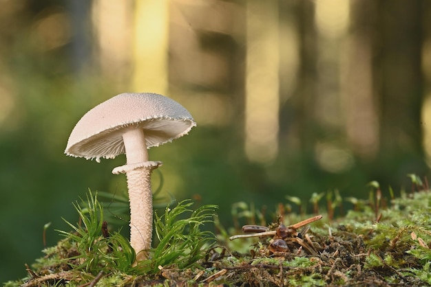 champignons dans la forêt