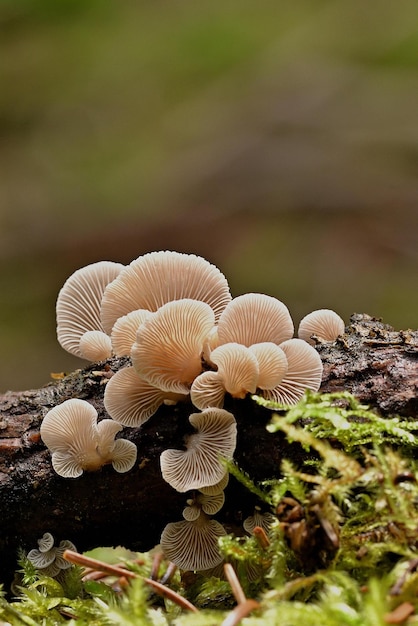 champignons dans la forêt