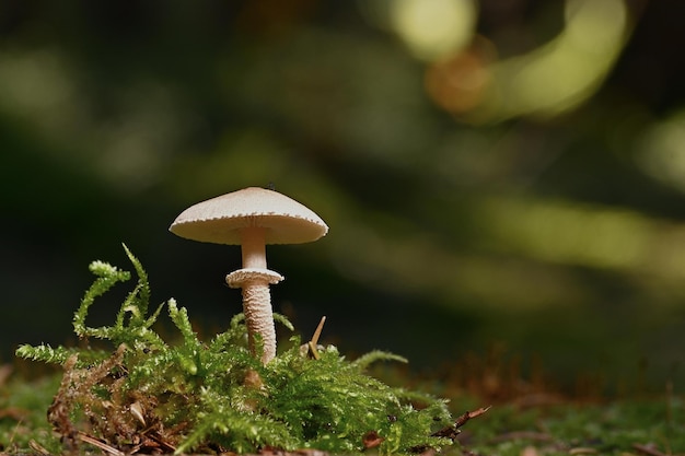 champignons dans la forêt