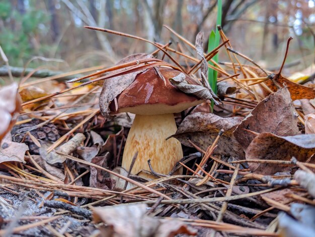 champignons dans la forêt