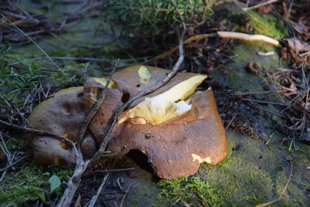 Les champignons dans la forêt