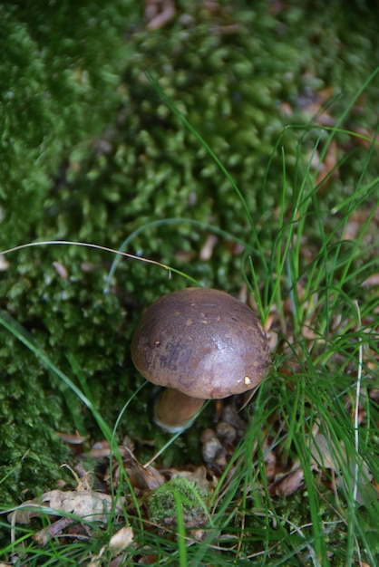 Les champignons dans la forêt