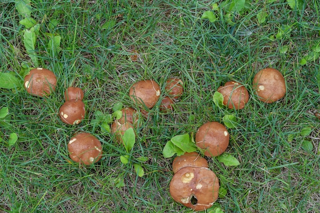 Champignons dans l'herbe en forêt un jour d'été.