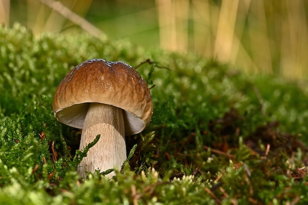 champignons dans l'herbe