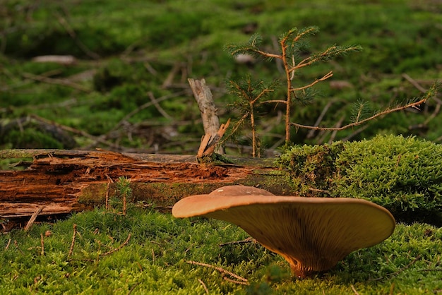 champignons dans l'herbe