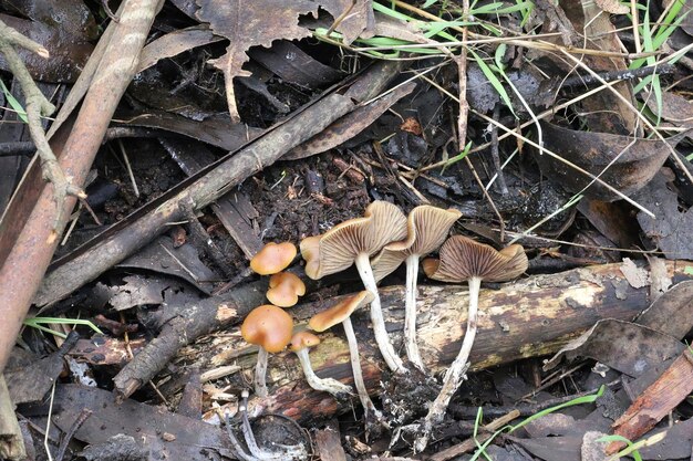 Champignons dans Mclaren Park San Francisco Calfornia