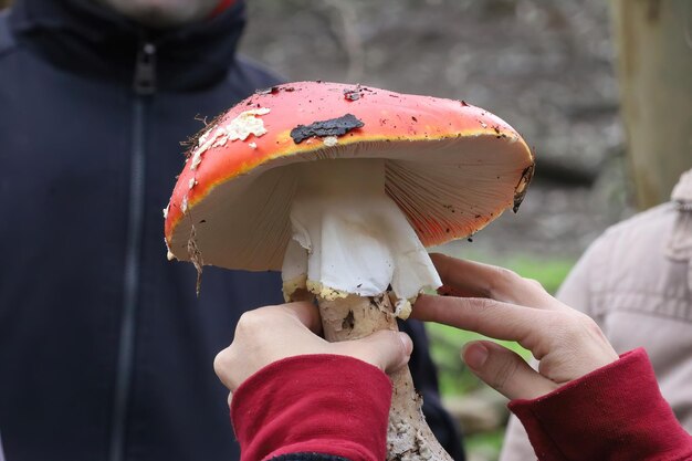 Champignons dans Mclaren Park San Francisco Calfornia