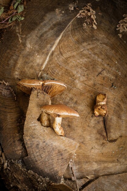 Champignons dans une nature sauvage poussant sur une souche de bois