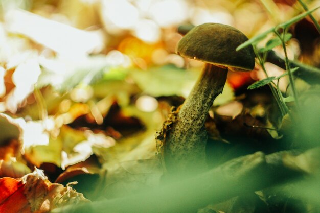 Champignons dans la nature