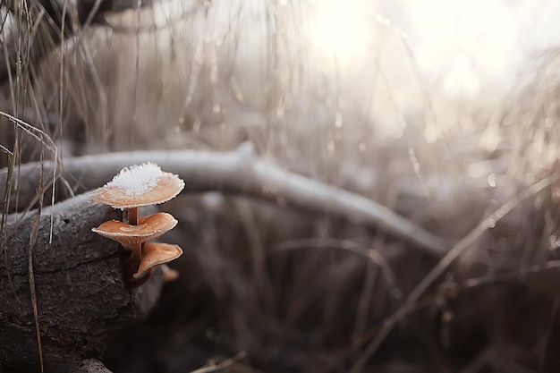 champignons dans la neige, vue d'hiver, paysage dans la forêt de décembre