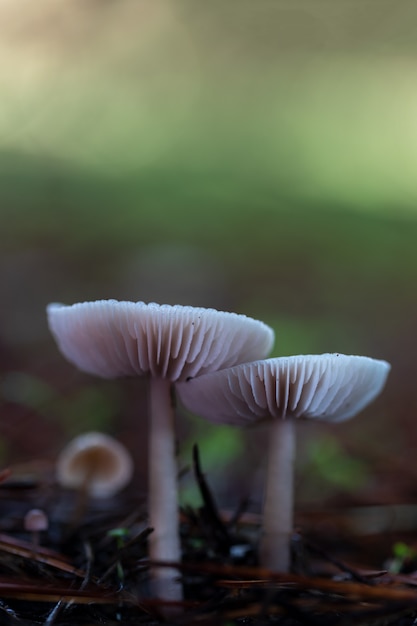 Champignons dans la pinède.