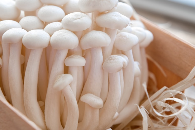 Champignons Enoki sur table en bois, gros plan.