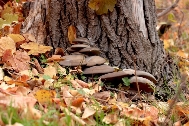 Champignons et feuilles d'automne dans la forêt