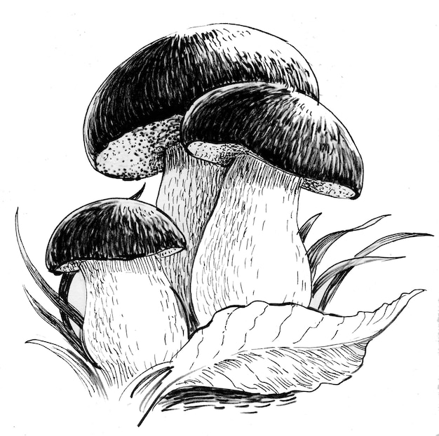 Champignons et feuilles comestibles. Dessin noir et blanc à l'encre