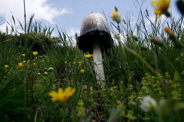 Photo champignons et fleurs