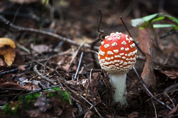 Champignons: Fly Amanita (Amanita Muscaria)