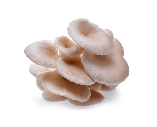 Photo des champignons sur un fond blanc