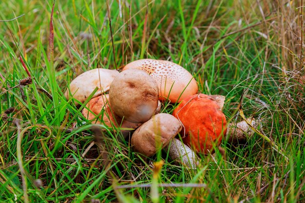 Champignons forestiers dans l'herbe