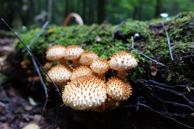 Champignons forestiers. C'est l'automne pour la cueillette des champignons. Forêt de Russie