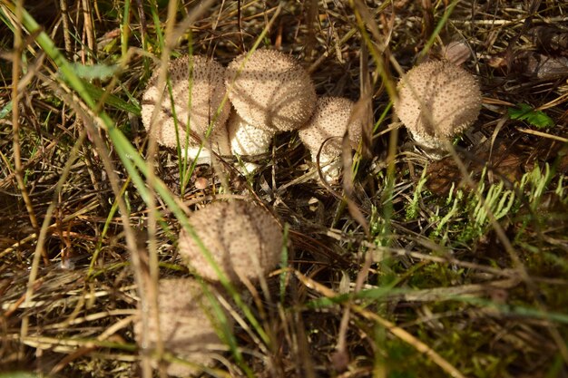 Champignons forestiers à l'état sauvage dans la forêt d'automne Ulyanovsk Russie