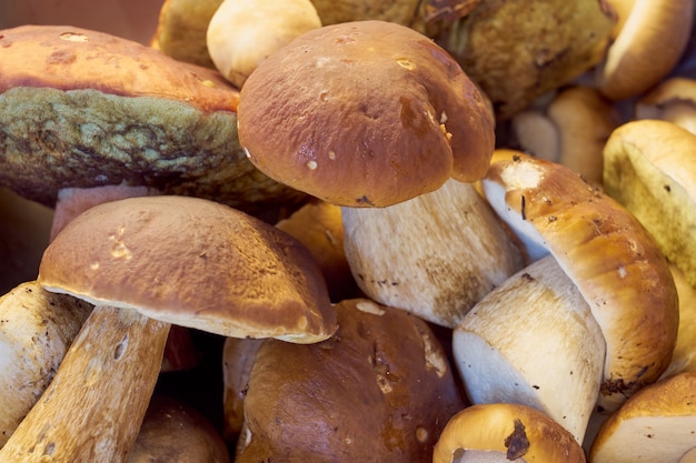 Champignons forestiers frais récoltés en arrière-plan.