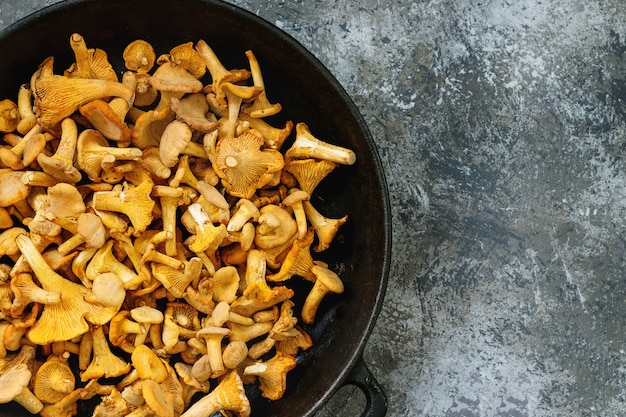 Champignons forestiers girolles