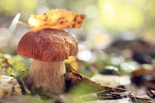 champignons forêt nature saison fermer