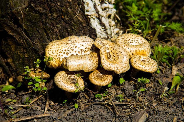 Champignons en forêt