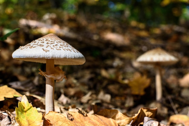 champignons en forêt