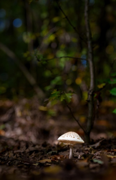 champignons en forêt