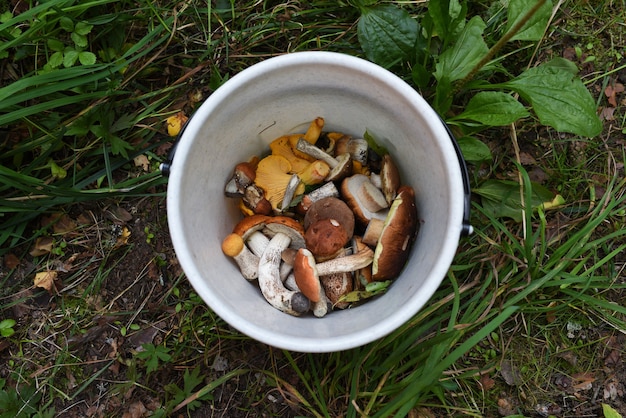 Champignons fraîchement cueillis dans un seau blanc.