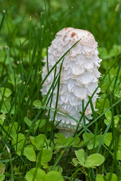 Champignons frais comestibles