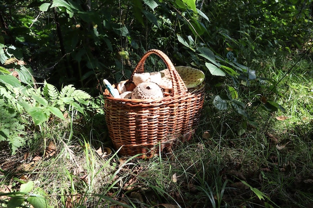 Champignons frais dans un panier en osier se tenir dans une clairière forestière sur fond d'arbres vue latérale en gros plan