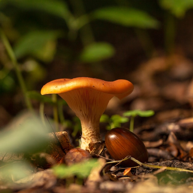 Champignons Girolles Dans Le Bois, Précieux Champignon Comestible