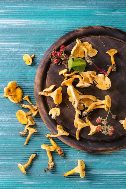 Champignons girolles Forrest