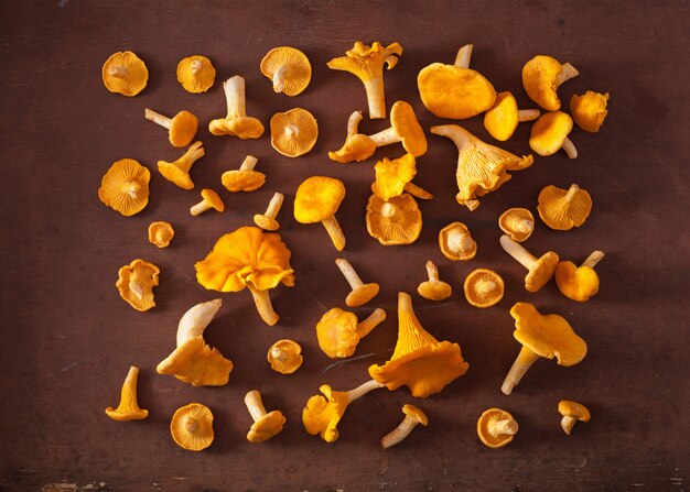 Champignons girolles fraîches crues à plat sur fond sombre