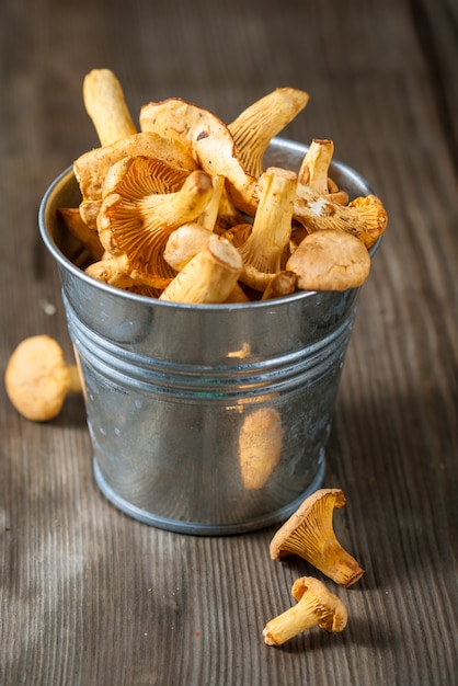 Champignons girolles