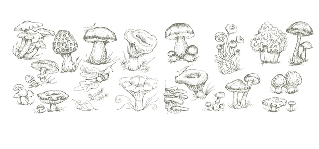 champignons graphiques dessinés à la main impression textile illustration fond ensemble patern colorin sans soudure