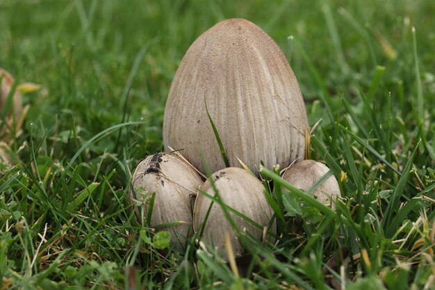 Des champignons à gros capuchons dans l'herbe dans le jardin d'automne