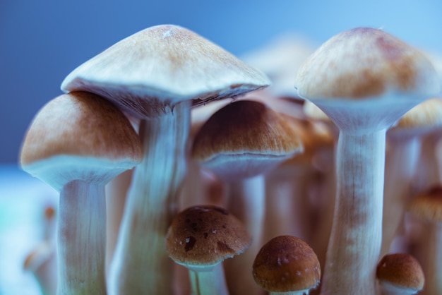 Photo champignons hallucinogènes légalisation de la culture psilocybe cubensis