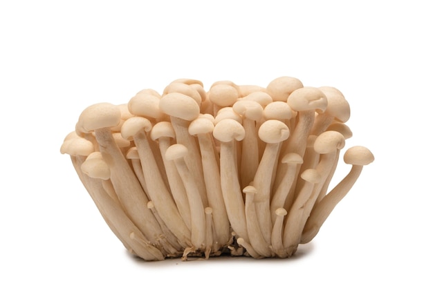 Champignons de hêtre blanc isolé sur fond blanc