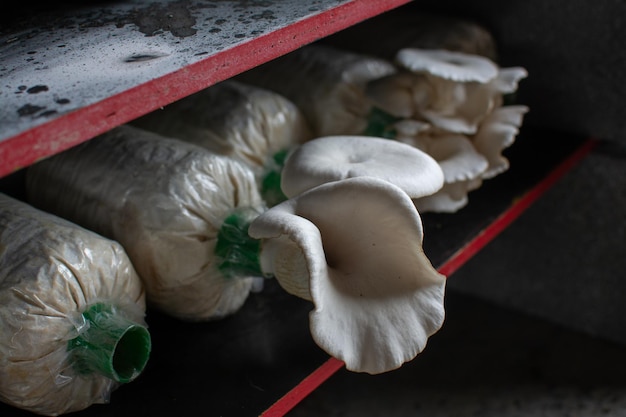 Champignons d'huître dans une ferme de culture de champignons