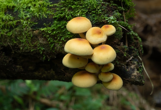 Champignons jaunes dans un tronc tombé dans une forêt tropicale au Brésil.